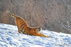 除了人类，这4种动物也爱记仇，报复心极强，手段很可怕！图片