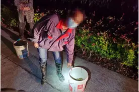 上海夫妻捉蛤蟆被捕，一斤能卖上万元，有人靠它年入千万图片