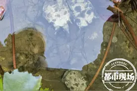 就在南昌八一公园，多只甲鱼出现死亡！专家：这样放生等于杀生图片