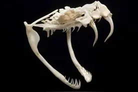 号称“百蛇之王”的菜花蛇有多猛？为什么毒蛇会怕菜花蛇？图片