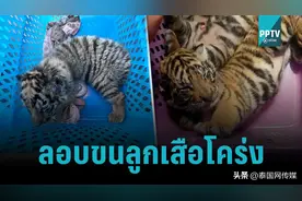 泰男走私野生动物被捕！警方救出4只小老虎，价值逾200万图片