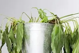 花卉焉了不要紧，这里有最全的补救措施图片