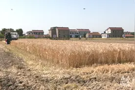 只闻机械响 少见人奔忙！无人农机助力江苏夏收图片