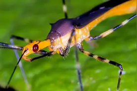 世界上最危险的10种昆虫图片