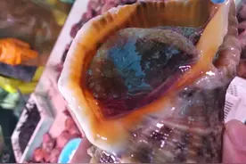 吃海螺，尾部是黄还是屎？能不能吃？弄明白再决定不吃亏图片