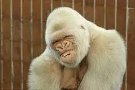 世界未解之谜：野生罕见的白化动物，为什么会在神农架成批出现？图片