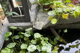 这样原生态养鱼，池水清澈见底，懒人不换水养鱼法图片