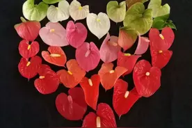 9种“勤劳花”，别名“天天开”，365天花不断，也不怕累坏了图片