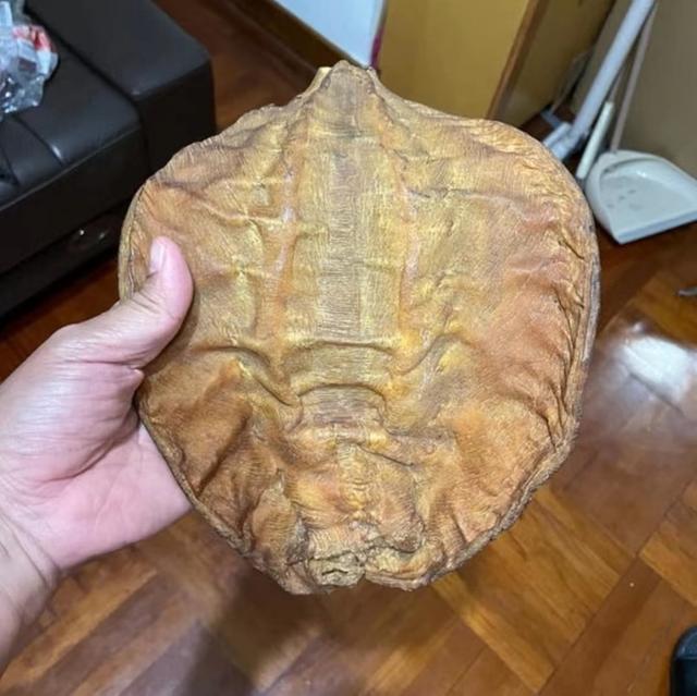 花胶煲出来后更薄正常吗 2026年花胶煲出来后更薄正常吗能吃吗