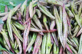 春天到了，30种野菜辨别图片，带你认识不同的野菜和吃法图片