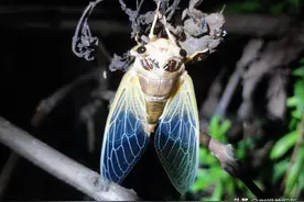 冒出在胶东各地的“野鸡脖子”蛇，和二十年间绝迹的那些小物种图片