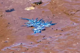 美国海滩发现剧毒“蓝龙”，本不该出现在此，难道海底火山要喷发图片