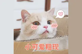 猫粮哪个牌子好又安全？图片