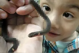 杭州余杭频现两头蛇，真是不祥之兆？人家只是长得怪，战斗力很低图片