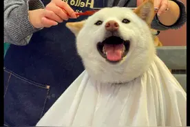 狗狗理发前还是笑容满面，理发后却连正眼都不看自己：再也不来了图片