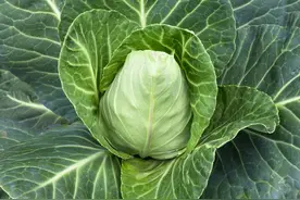 2021/12/05白菜大葱甘蓝菜花叶菜等蔬菜行情分析图片