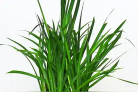 「读后感+笔记」龙：一种未明的动物图片