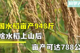 我国水稻亩产948斤，为啥水稻上山后，亩产可达788公斤图片