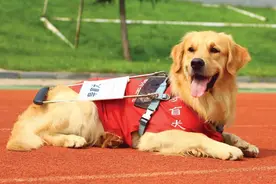 1700万盲人仅有200只导盲犬，中国导盲犬事业瓶颈在哪？图片