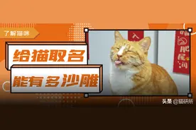 爆肝统计5000个猫名，让所有人都笑死在这些沙雕名字里图片