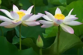 婚外情之：我命如蝉夏，生如夏花图片
