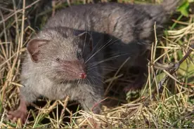 内蒙古出现“尖嘴鼠”，每分钟心脏能跳1200下，哺乳界的用毒高手图片