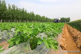 土豆、茄子、黄瓜，要多留意这一点，否则叶子几天就枯黄图片