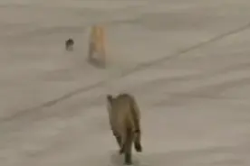 辽宁粮食厂遭逢老鼠作乱，男子训练出战斗猫群，猫鼠大战一触即发图片