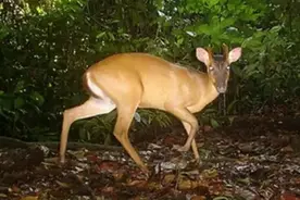 “野生麂子”·山中之灵图片