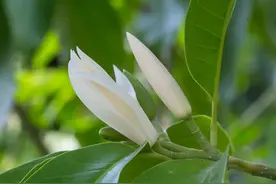 入春白兰花叶片掉光，别着急丢，试试这样做，能让它“起死回生”图片