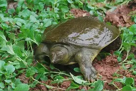 ​野生甲鱼价值很高，农村有很多小河流，怎么知道里边有没有甲鱼？图片