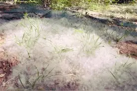 沈阳又到杨絮柳絮“撒欢”季，绿起来的城市咋解决“顽疾”？图片