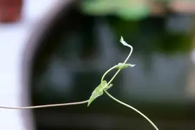 盲人按摩师吾杰欧珠：靠一手技能活出光明人生图片