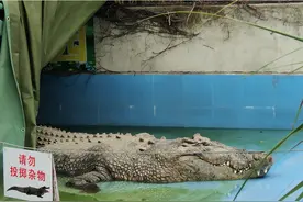 世界最大圈养湾鳄"小河"已成"老河", 状况堪忧望厦门有关部门关注图片