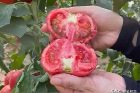 这些蔬菜不能重茬种植，您可别犯错哦图片