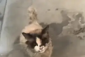 流浪布偶猫颤颤巍巍，爬到一对情侣的门口：可以帮我一下吗？图片