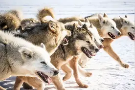 情侣夜宿无人区撞死一狼，被狼群追杀5昼夜后困死车中｜故事图片