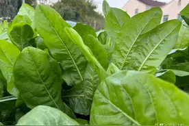 秋季养鹅的多年生牧草，菊苣好成活，种一次收割8年，一年割6~8次图片