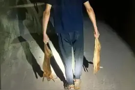 绍兴3男子猎野兔被抓，1年生30只幼崽的兔子，难道还要保护？图片