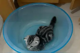 听说全网都在抢纸盒猫窝？不过猫猫到底为什么爱钻纸盒啊图片