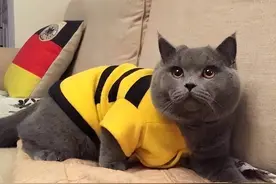 谨慎！养蓝猫牢记“6不要”，对它有好处！图片