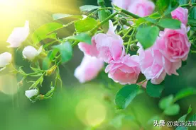 读易录三十五：贲卦的重新诠释图片