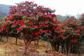 马缨杜鹃树，一棵能卖3万元！需要15年的耐心栽培图片