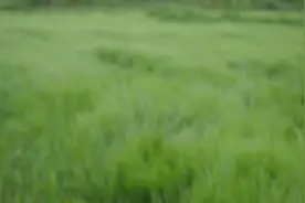 我已不再是从前那个我图片