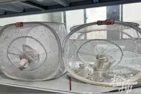 40℃高温天蚊子吸血欲望降低？杭州监测数据：蚊子确实少了图片