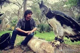 猎杀14只狼的鸟存在吗？动物界中凶猛的十种鸟，金雕有那么厉害吗图片