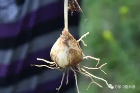 药食两用百合之山丹图片