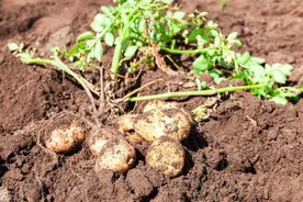 买回来的土豆在高温季节如何保存才不腐烂和不变色？实用且简单图片