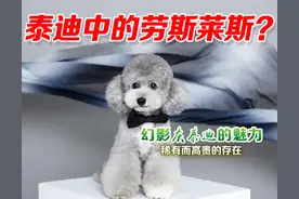 泰迪中的劳斯莱斯？幻影灰泰迪的魅力与价值图片