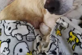 山东：怀孕拉布拉多被卖狗肉馆，获救后狗狗小心地照顾着新生小狗图片